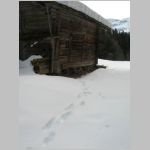 28_Lynx_marked_at_the_edge_of_this_alpine_hut.jpg