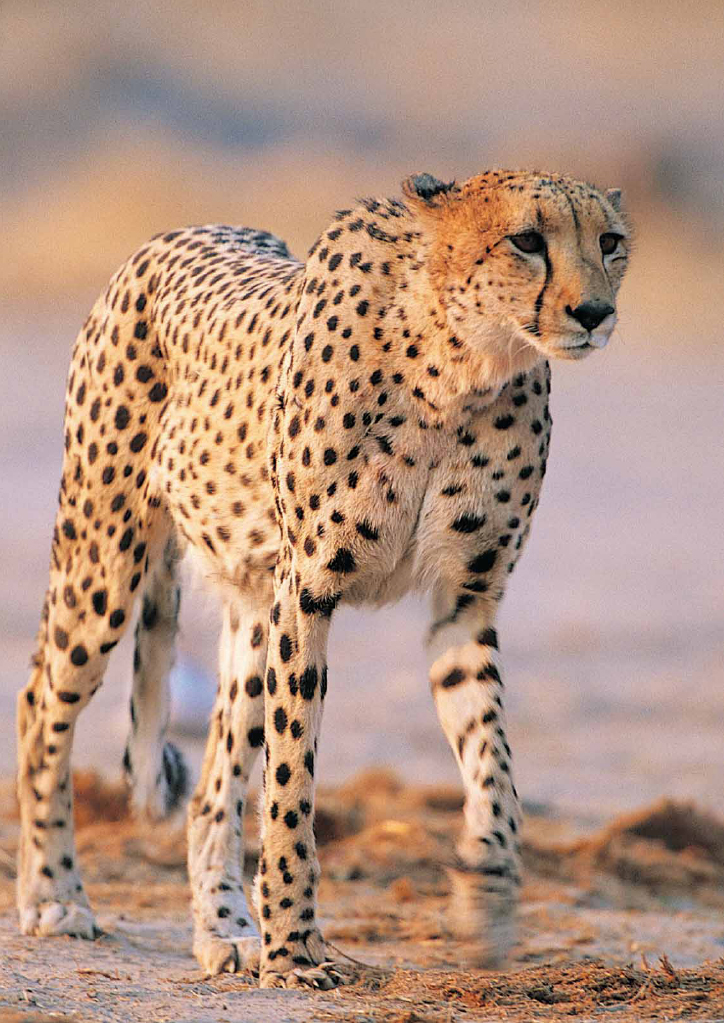 cheetah_kenya.jpg