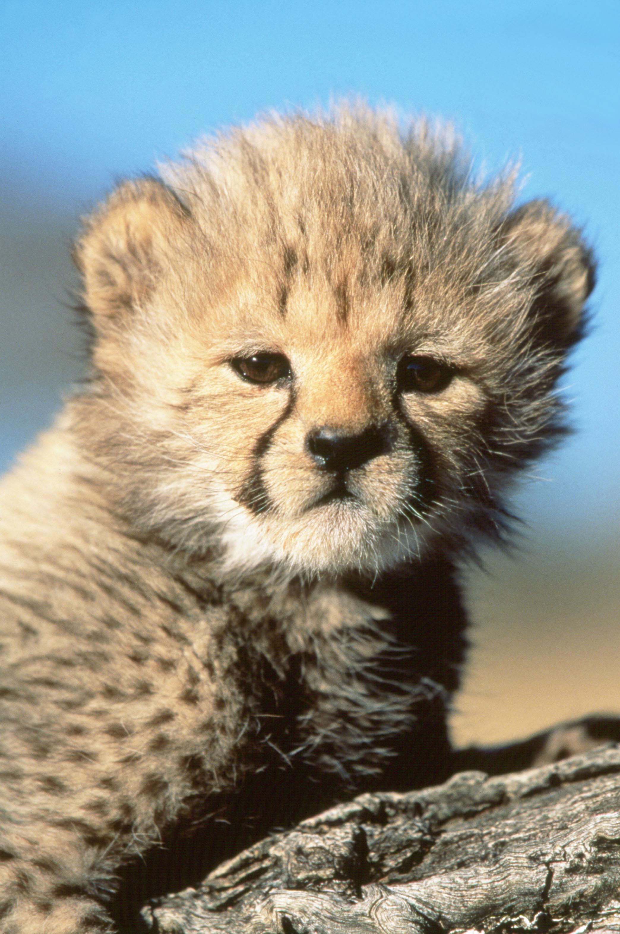 Cute cub 3