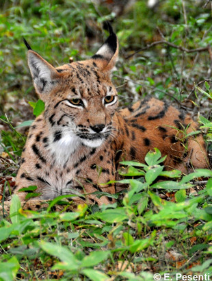 CatSG: Eurasian lynx
