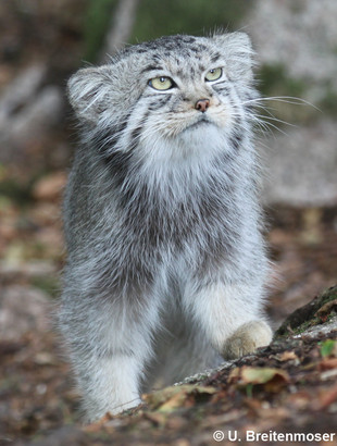 Pallas Cat  Manul cat, Pallas's cat, Wild cat species