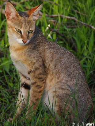 CatSG: Jungle cat