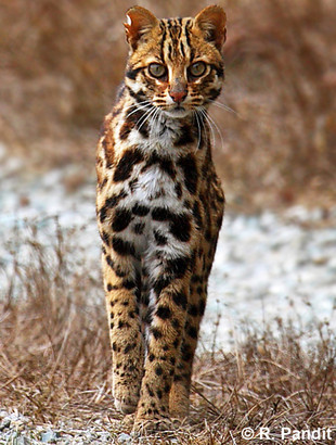 asian leopard cat size