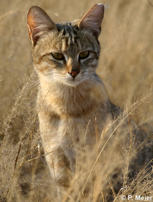 african wild cat